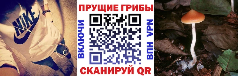 Галлюциногенные грибы Psilocybe  Карачев 
